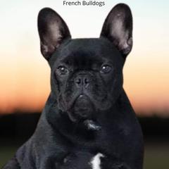 Whinny - French Bulldog