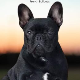 Whinny - French Bulldog