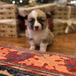 Pink Collar female - Red female Pembroke Welsh Corgi puppy in Grantsville Md, Maryland from Standing Oaks Kennel