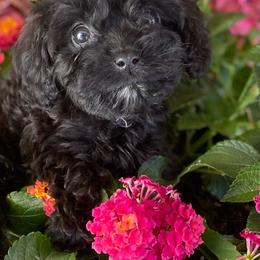 Blueberry - Black female Cavapoo puppy in El Sobrante, California from Mckendra's Legacy
