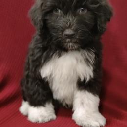 Portuguese Water Dog Puppies from Prized Family Porties