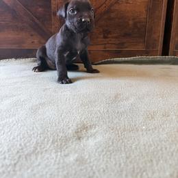 Cane Corso Puppies from Cowan Farms