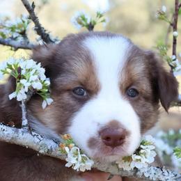 Vivaldi (ABCA registered) - White and red female Border Collie puppy in Bronson, Florida from Sandhill Ranch Border Collies