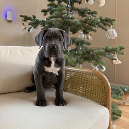 PURPLE - Gray female Cane Corso puppy in Plymouth, California from The Dorado Ranch