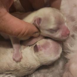 Titan - White male Maltese puppy in Dwight, Nebraska from Meliora Maltese