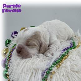 Praline - Buff and white female Cocker Spaniel puppy in Texarkana, Texas from K&M Cocker Spaniels