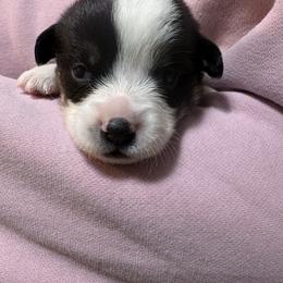 White collar - Black and tan male Pembroke Welsh Corgi puppy in Poulsbo, Washington from Central Valley kennel
