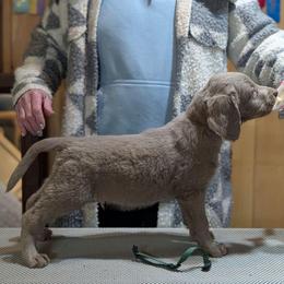 Dasher - male Long Haired Weimaraner puppy in Evart, Michigan from Drehbar Weimaraners
