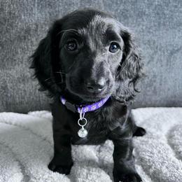 Violet - Black female Dachshund puppy in Ocala, Florida from Weenie Boops