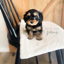 Asiago - Black & tan male Maltipoo puppy in Huntsville, Texas from Nelson Creek Farms