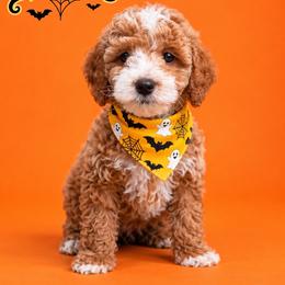 Duke - Red  male Goldendoodle puppy in Roseburg, Oregon from Dbos Furry Friends