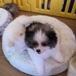 Max - Black parti Pomeranian puppy in Candler, North Carolina from Carolyn's Pomeranians