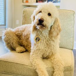 Lola - Goldendoodle