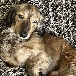 Dachshund All Grown Up from Fitzpatrick's Irish Cream Doxies