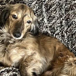 Dachshund All Grown Up from Fitzpatrick's Irish Cream Doxies
