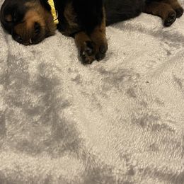 Rottweiler Puppies from Vom Allegiance Haus