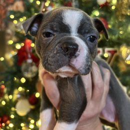 HOLLY - Blue female Boston Terrier puppy in Anderson, South Carolina from Lola’s House of Bostons & Rescue