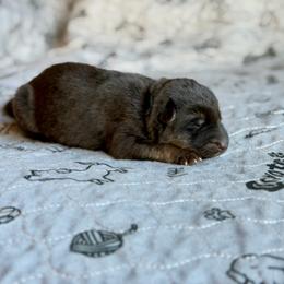 Bright Blue - Black and tan male German Shepherd puppy in Medical Lake, Washington from Nine Realms German Shepherds