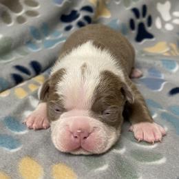 Scotch - Red male Boston Terrier puppy in Corning, California from SB Bostons