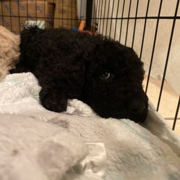 Bahama - Black Goldendoodle puppy in Los Angeles, California from Beach City Doodles