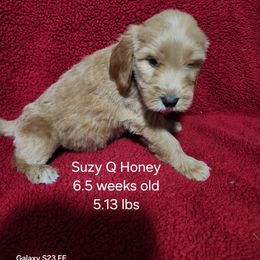 SuzyQ pink collar - Apricot female Goldendoodle puppy in Fairmount, Indiana from Capens' Doodles,Poodles and Poo's