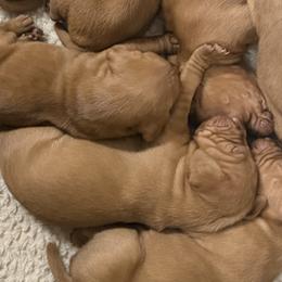 Vizslas from On Point Farm
