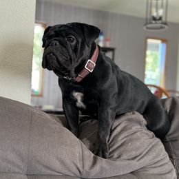 Rhea - Bulldog
