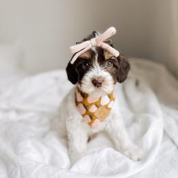 Acadia - Tri-color female Australian Labradoodle puppy in Syracuse, Indiana from The Doodle Cove
