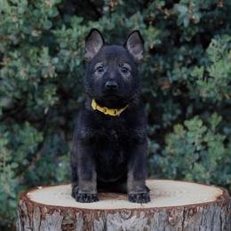 Cali - Sable female German Shepherd puppy in Coarsegold, California from Yosemite Shepherds
