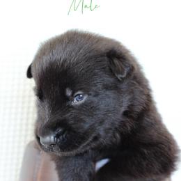 Theo-Adore - Black male German Shepherd puppy in De Land, Florida from 3B’s Animal Artistry
