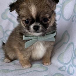 Chihuahua Puppies from My Fuzzy Chihuahuas