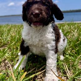 Appa - Parti female Poodle puppy in Jacksonville, Florida from Creek Side Kennels