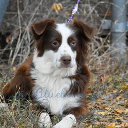 Amity - Red & white female Miniature Australian Shepherd puppy in Lubbock, Texas from Texas Bluebonnet Herders