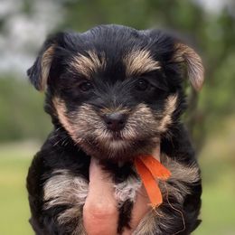 Yorkshire Terriers from Yorkie Love Forever