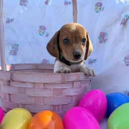 Puppy 4 - Red male Dachshund puppy in Riverside, California from Saddle Up Dachshunds