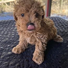 Baby Girl Red Toy - Red  female Poodle puppy in Niota, Tennessee from Furbaby Blessing AKC Toy Poodles