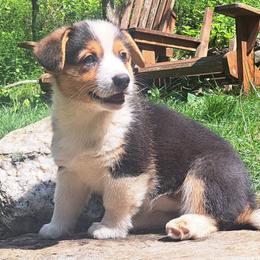 Phyllis Wheatly - Black and white female American Corgi puppy in Gouverneur, New York from St. Lawrence Corgis