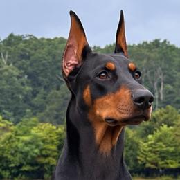 AVA - Doberman Pinscher