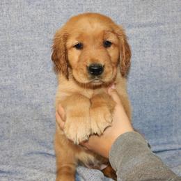 Max - Golden male Golden Retriever puppy in New Weston, Ohio from Bertke AKC Golden Retrievers and Bernese Mountain Dogs