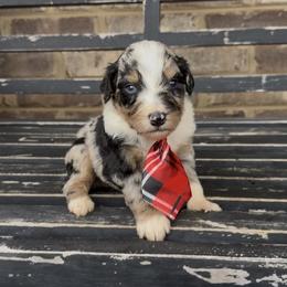 Cosmo - Blue merle male Aussiedoodle puppy in Cartersville, Georgia from Simply Blessed Doodles