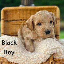 Black Boy - Parti male Goldendoodle puppy in Kitsap County, Washington from Amazing Grace Doodles