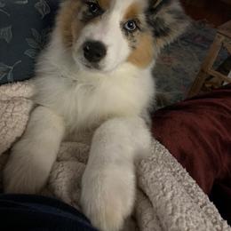 Australian Shepherd Puppies from Haint Blue Aussies