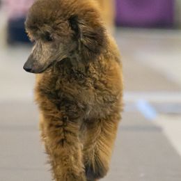 Poodle All Grown Up from Mistel Standard Poodles