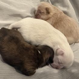 Shih Tzu puppies from Brinklee's Babies
