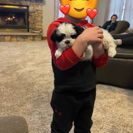German Shepherd and Shih Tzu Puppies from Carlson Hill Farm