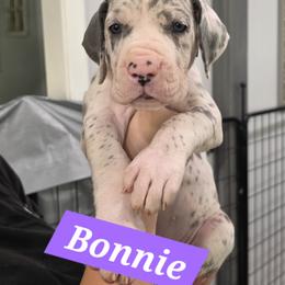 Bonnie - Mantle merle female Great Dane puppy in Longview, Texas from Lazy A Danes