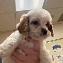 Estella - White female Cavapoo puppy in Hickory, North Carolina from Homegrown Spaniels
