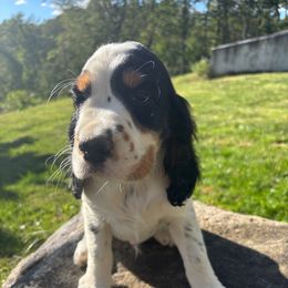 Woody - Black white and tan male English Springer Spaniel puppy in Robesonia, Pennsylvania from Rogue Mountain Manor