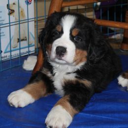 Bernese Mountain Dog Puppies from Baby Bear Bernese Kennel