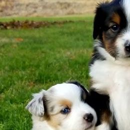 Miniature Australian Shepherds from Canine's Curriculum